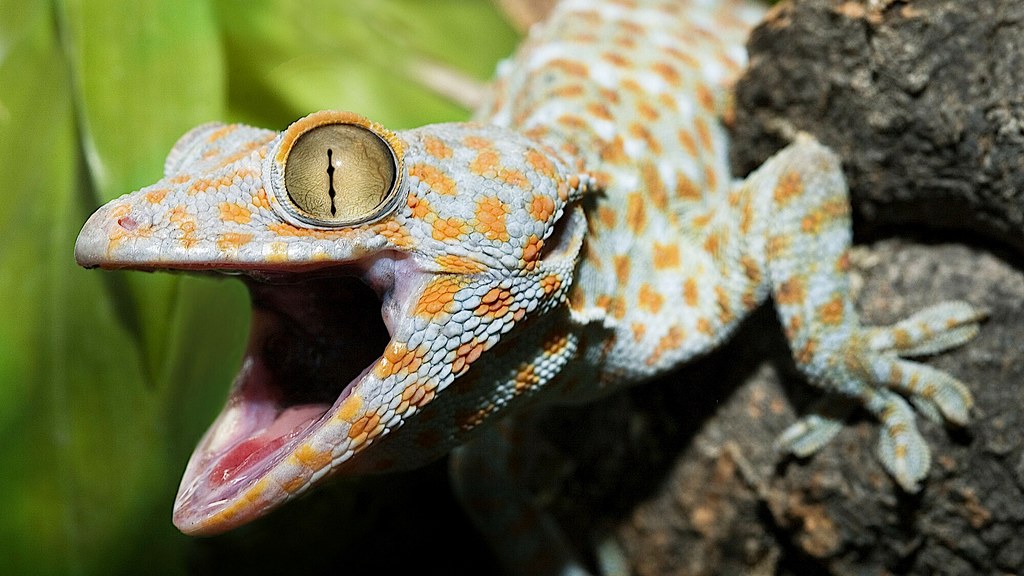 Badania nad gekonami Toke (Gekko gecko) wykazały, że jaszczurki odczuwają niskie dźwięki innym narządem niż słuch