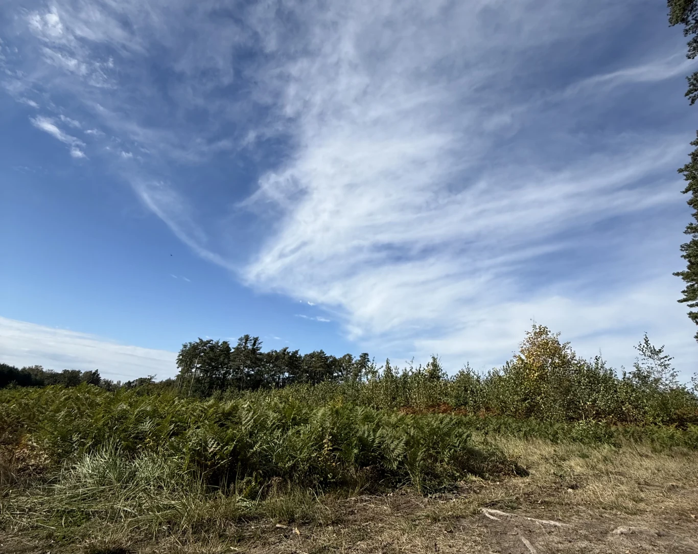 Aparat ultraszerokokątny modelu iPhone 16 Pro Max pozwala robić zdjęcia w jakości 48 megapikseli.