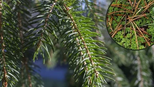 Widzisz takie plamy na świerku? Ogrodnik zdradza, w czym tkwi problem