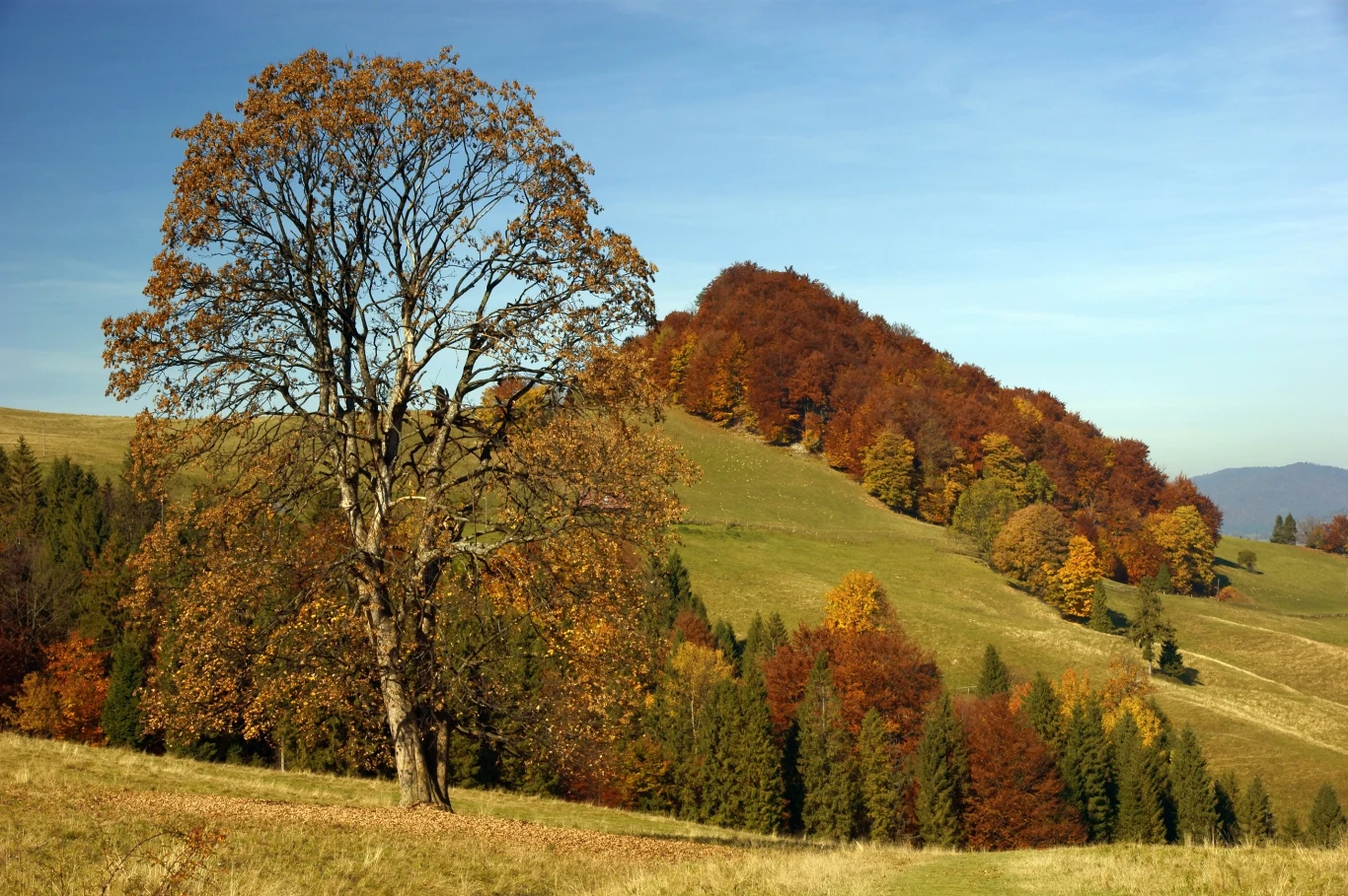 Szlak na Wysoką jest niezwykle malowniczy. Jesienią przybiera jeszcze bardziej wyjątkowego charakteru. 
