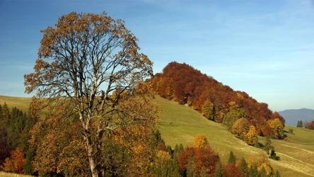 Szlak na Wysoką jest niezwykle malowniczy. Jesienią przybiera jeszcze bardziej wyjątkowego charakteru. 