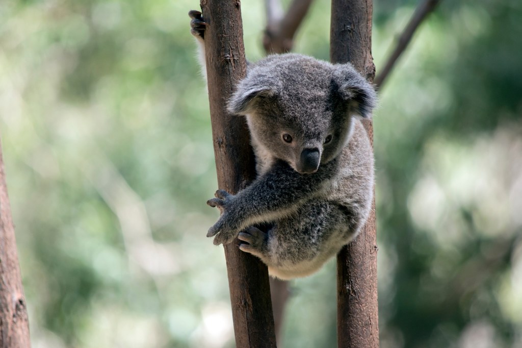 W Sydney koala wybrała się na przechadzkę po stacji kolejowej (zdj. ilustracyjne)