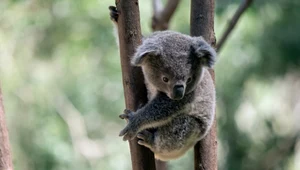 Zaskakujący pościg w Australii. Koala wybrała się na nocny spacer po dworcu