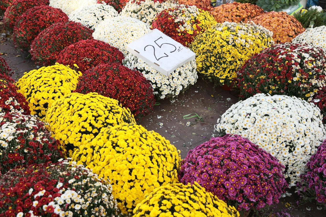 Ceny chryzantem w Warszawie wahają się od 30 do 60 zł.