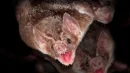 Niektóre gatunki nietoperzy mają niezwykłą cechę