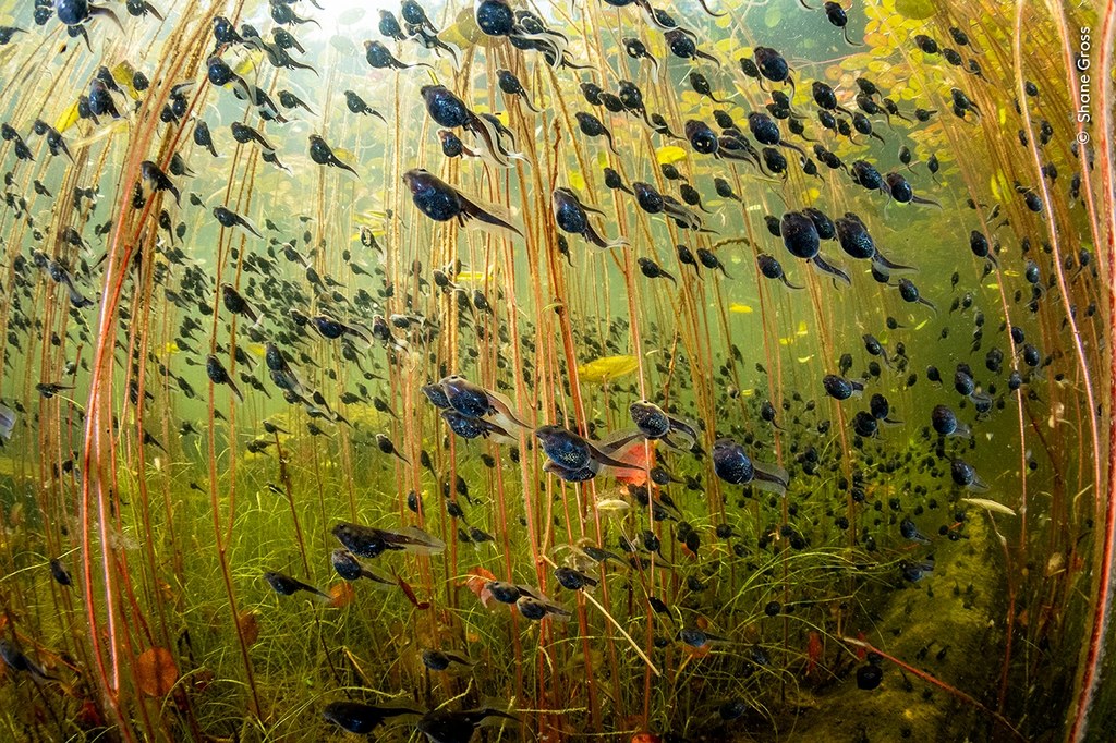 Zwycięskie zdjęcie konkursu "Wildlife Photographer of the Year" 2024 przedstawia grupę kijanek ropuchy Anaxyrus boreas