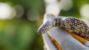 Kobieta odsunęła sofę. Pod kanapą chował się zmarznięty wąż