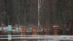 Pszczelarze alarmują. Będzie mniej miodu. Wskazują dlaczego