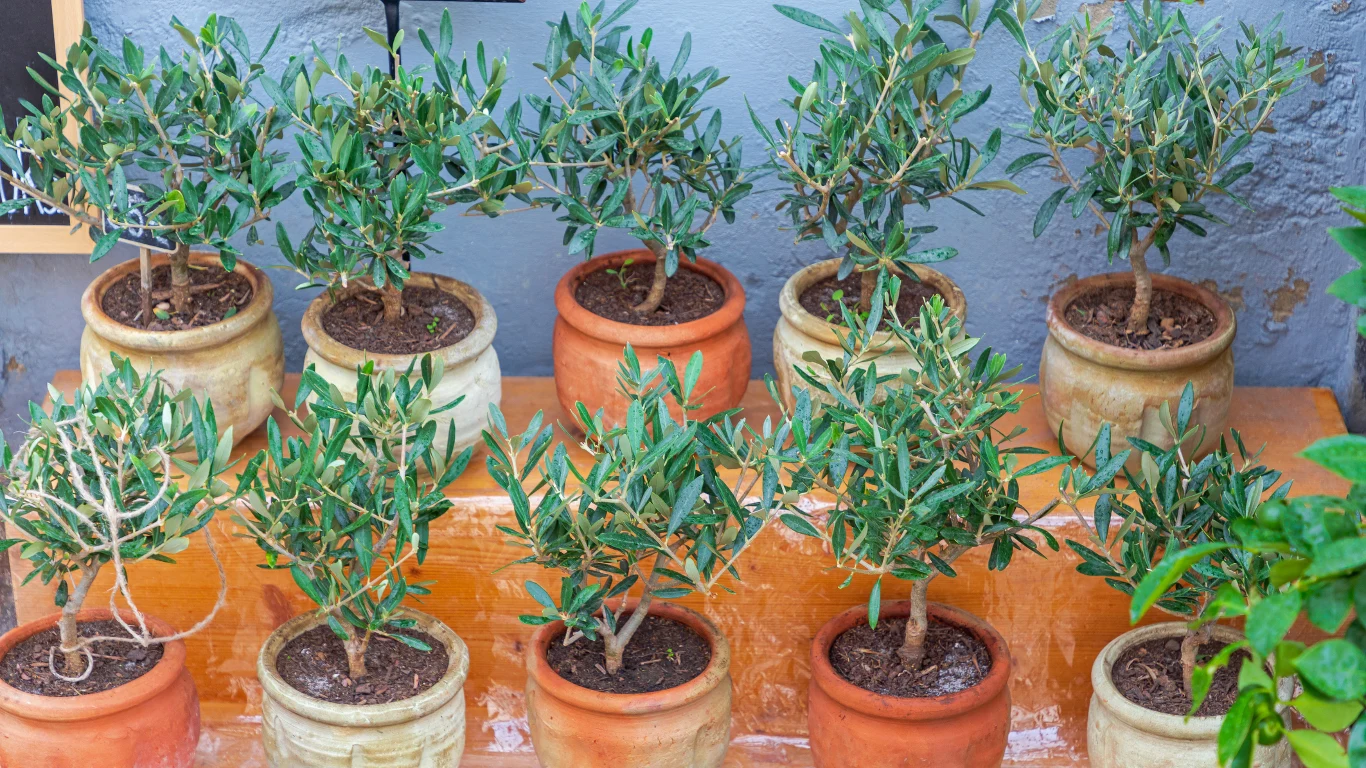 Drzewko oliwne może być również rośliną doniczkową. Drzewko oliwne może być również rośliną doniczkową.