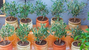 To jedna z najwytrzymalszych roślin na świecie. Możesz ją uprawiać w domu lub w ogrodzie