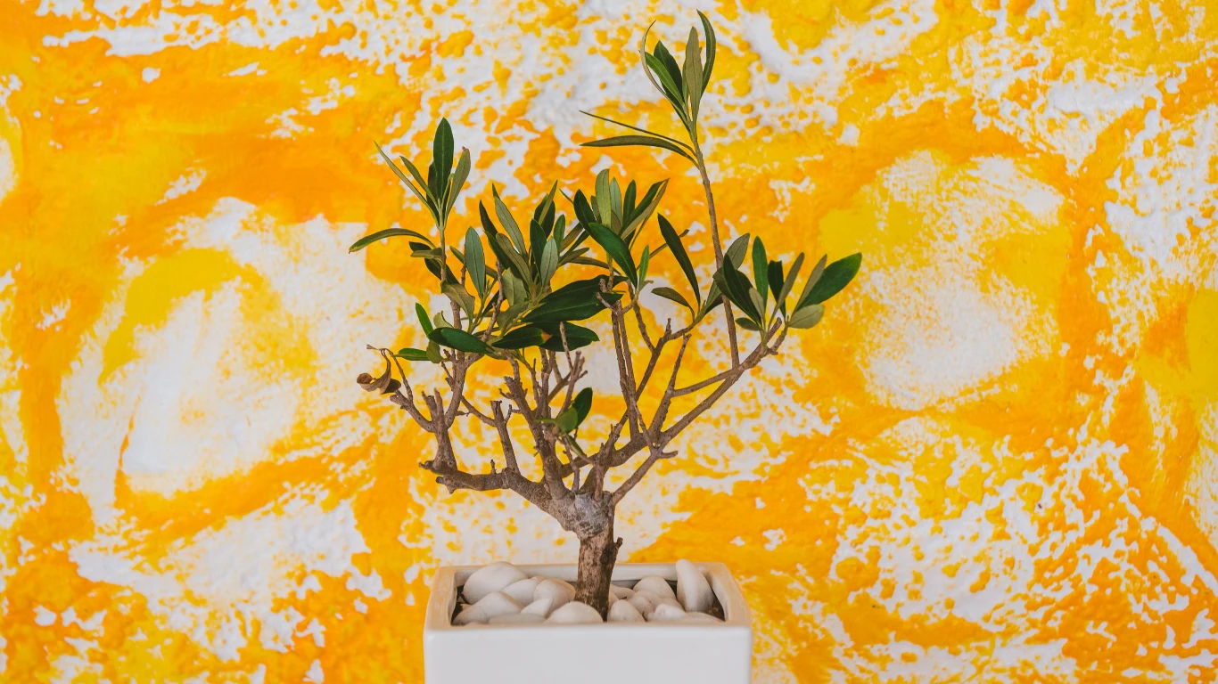 Oliwka świetnie sprawdzi się jako dekoracja w domu. Oliwka świetnie sprawdzi się jako dekoracja w domu.