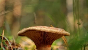 Kiedyś jadalny, dziś uznany za trujący. Tego grzyba lepiej nie przynoś z lasu
