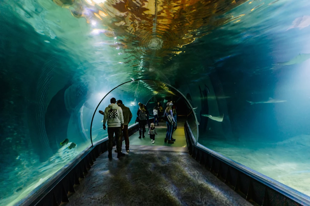 Wrocławskie zoo zorganizowało wydarzenie, które obejmowało nocleg w tunelu w Afrykarium. W związku z dużym zainteresowaniem atrakcja wchodzi do stałej oferty.