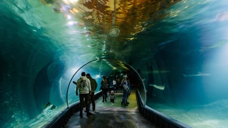 Wrocławskie zoo zorganizowało wydarzenie, które obejmowało nocleg w tunelu w Afrykarium.