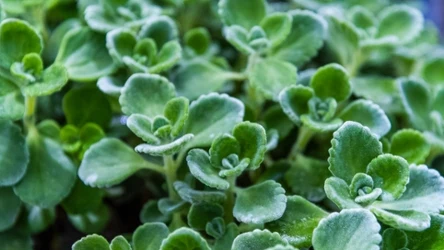 Oregano kubańskie wykorzystasz w kuchni i domowej apteczce