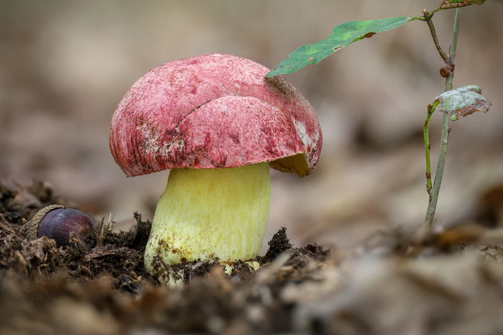 Nigdy nie zbieraj tego grzyba. Może kosztować cię to nawet 5 tys. zł 