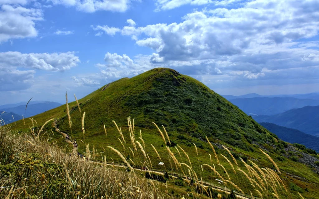 Tarnica