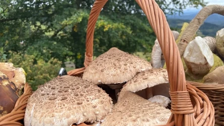 Kanie to powszechnie lubiane grzyby. W jaki sposób powinno się je mrozić?