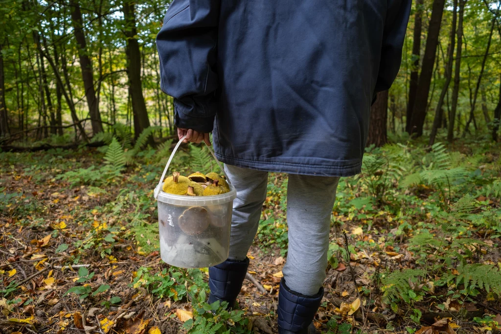 Mężczyzna wyniósł z lasu kosze pełne grzybów. Uzbierał 113 kg