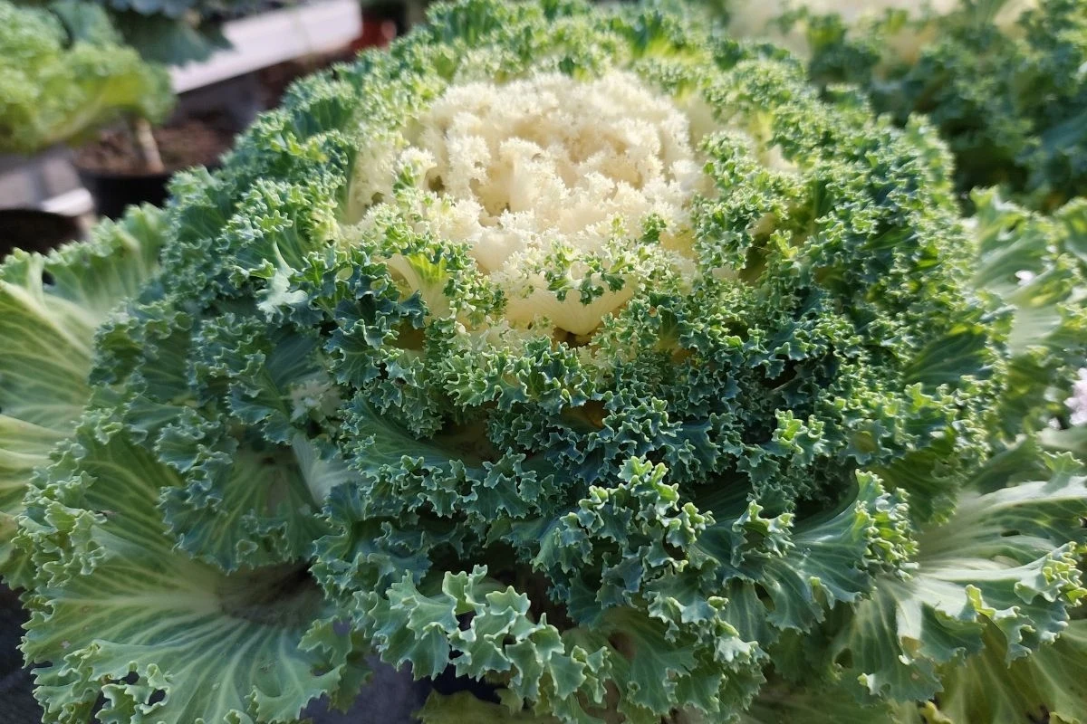 Kapusta ozdobna może przybierać różne kolory Kapusta ozdobna może przybierać różne kolory