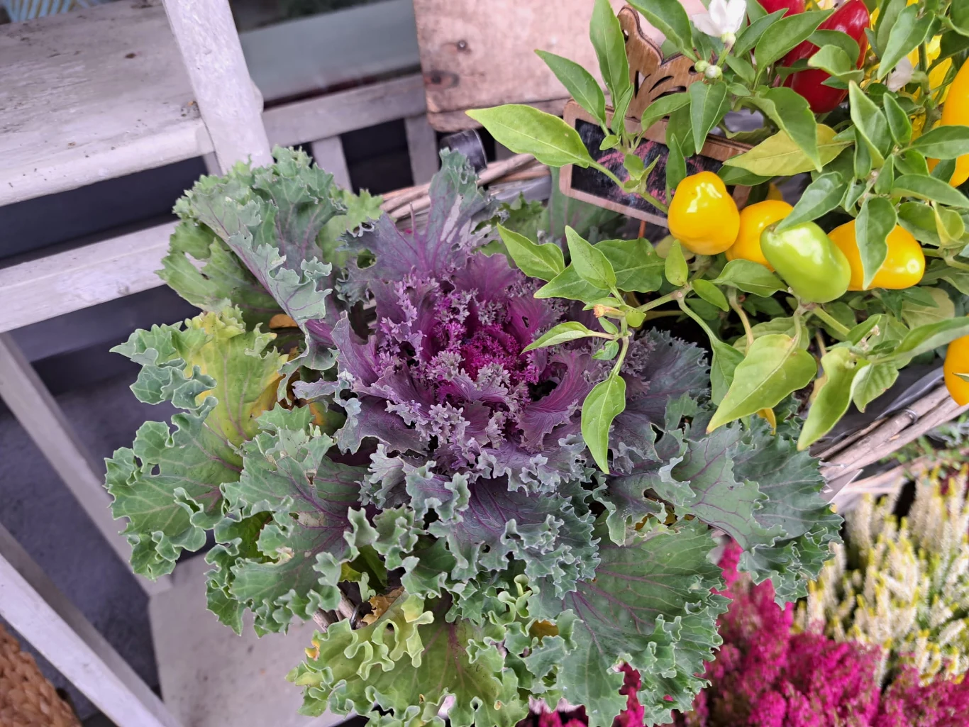 Kapusta ozdobna szczególnie ładnie prezentuje się jesienią Kapusta ozdobna szczególnie ładnie prezentuje się jesienią