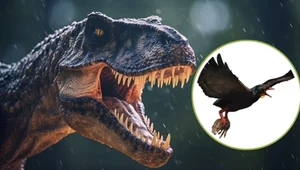 Tyranozaur i awizaur - jeden z pierwszych ptaków drapieżnych