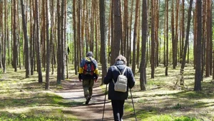 Wchodzą pod powieki i do uszu, a potem boleśnie gryzą. Uważaj podczas spaceru w lesie