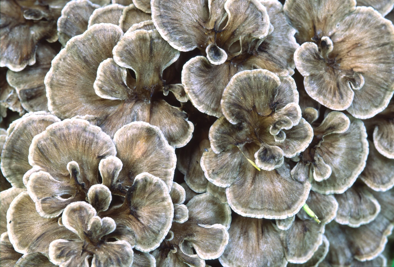 Żagwica listkowata jest bardzo rzadkim grzybem Żagwica listkowata jest bardzo rzadkim grzybem