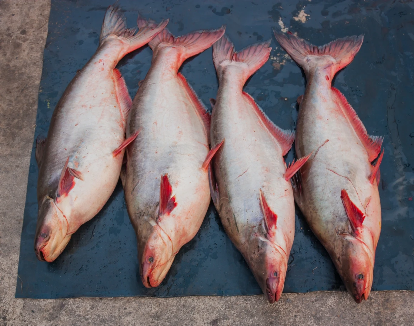 Pangi na rynku w Wietnamie