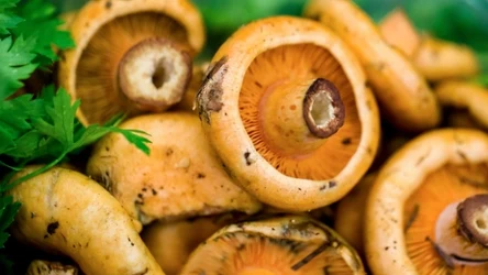 Rydze są pyszne i wartościowe. Jak włączyć je do swojego jadłospisu?