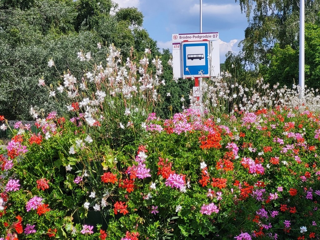 Warszawa rozdaje darmowe pelargonie. Wystarczy przyjść na jedną z pętli komunikacyjnych i zabrać kwiaty do domu