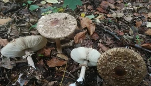 To "złośliwy" sobowtór kani. Nie jest trujący, ale paskudny w smaku