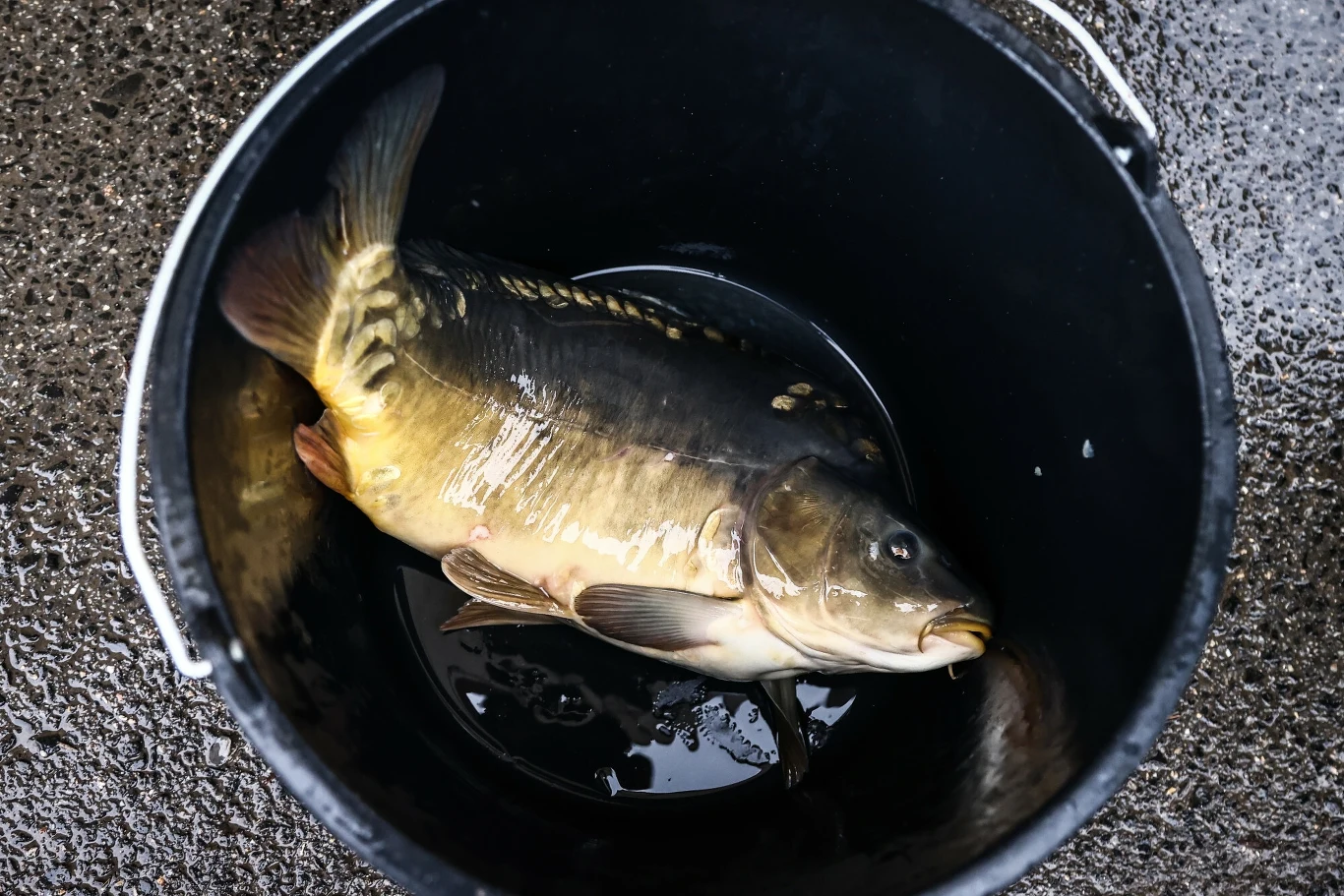 Jakie ceny karpia 2024? Jakie ceny karpia 2024?