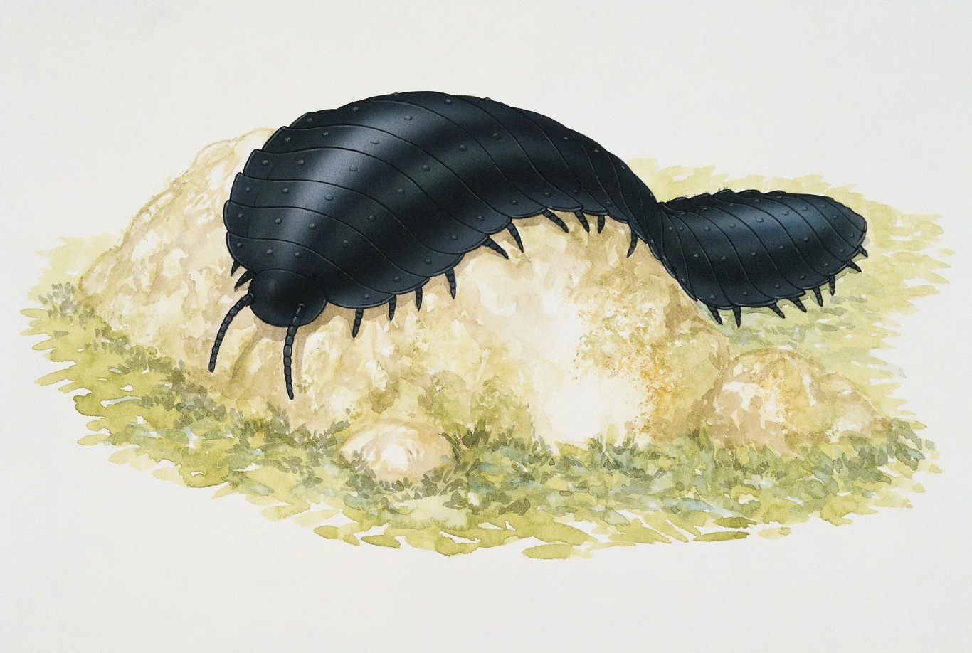 Arthropleura była gigantycznym stawonogiem