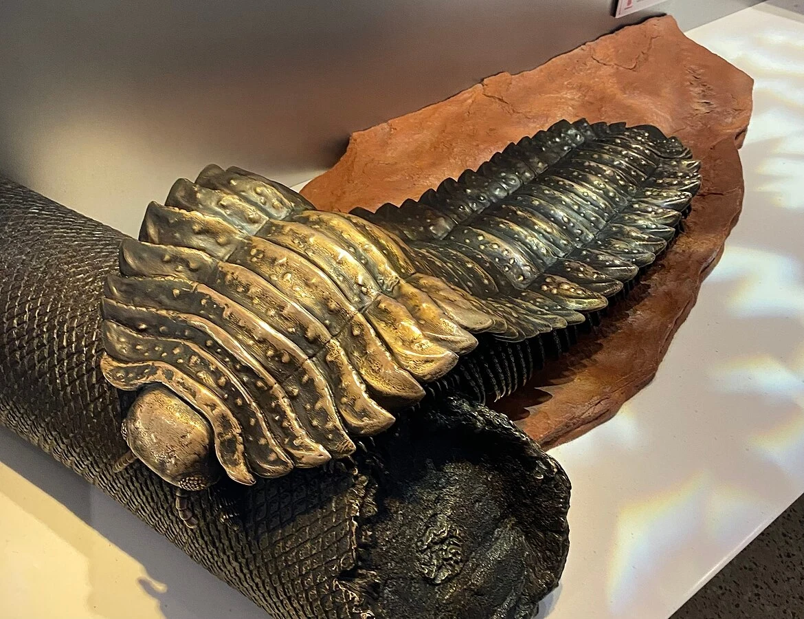 Odlew wielkiego zwierzęcia zwanego Arthropleura