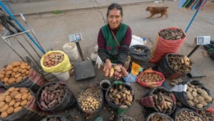 Indianka w Jauja w Peru sprzedaje ziemniaki