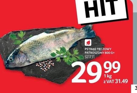 Pstrąg tęczowy Hit