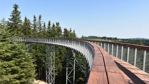 Spacer w koronach drzew niecałe 2 godziny od Krakowa. Jesienią szczególnie zachwyca 