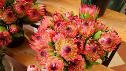 Jakie kwiaty na Wszystkich Świętych, jeśli nie chryzantemy? Protea w kwiaciarni zawsze wzbudza ciekawość