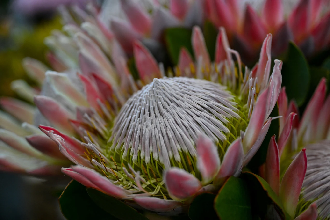 Protea na pewno przyciągnie wzrok. Niezależnie od tego, czy posadzisz ją w doniczce czy kupisz jako kwiat cięty na Wszystkich Świętych