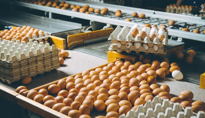 Rośnie import jaj do Polski. Szczególne miejsce zajmuje Ukraina. Zdj. ilustracyjne