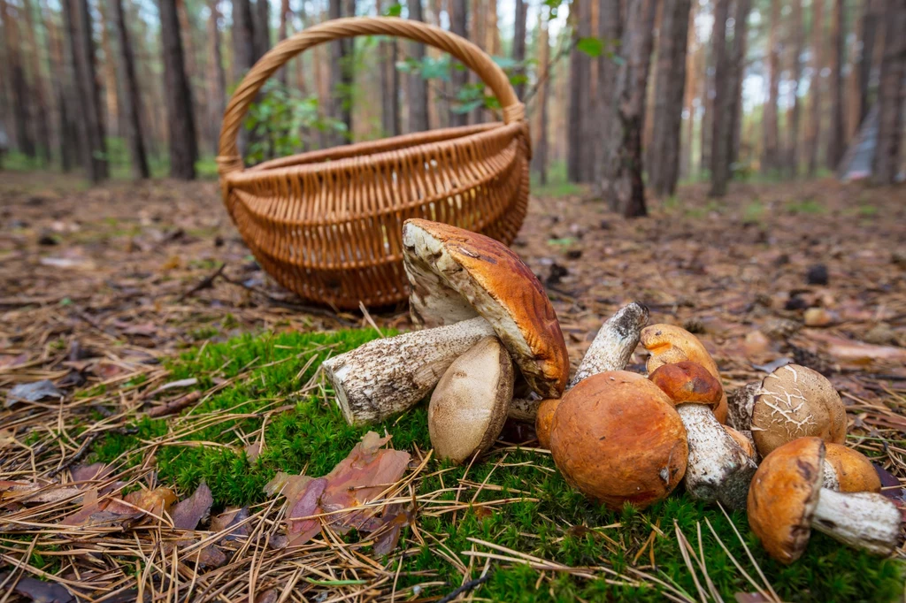 Nietrzeźwy mężczyzna pojechał rowerem na grzyby. Efekt? Gigantyczny mandat