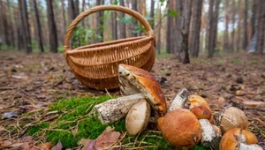 Nietrzeźwy mężczyzna pojechał rowerem na grzyby. Efekt? Gigantyczny mandat