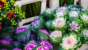 Ta roślina zastąpi w tym sezonie chryzantemy. Dobrze się prezentuje i jest odporna na zimno 