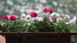 Przenieś do domu w tym terminie. Najważniejsze zasady zimowania pelargonii