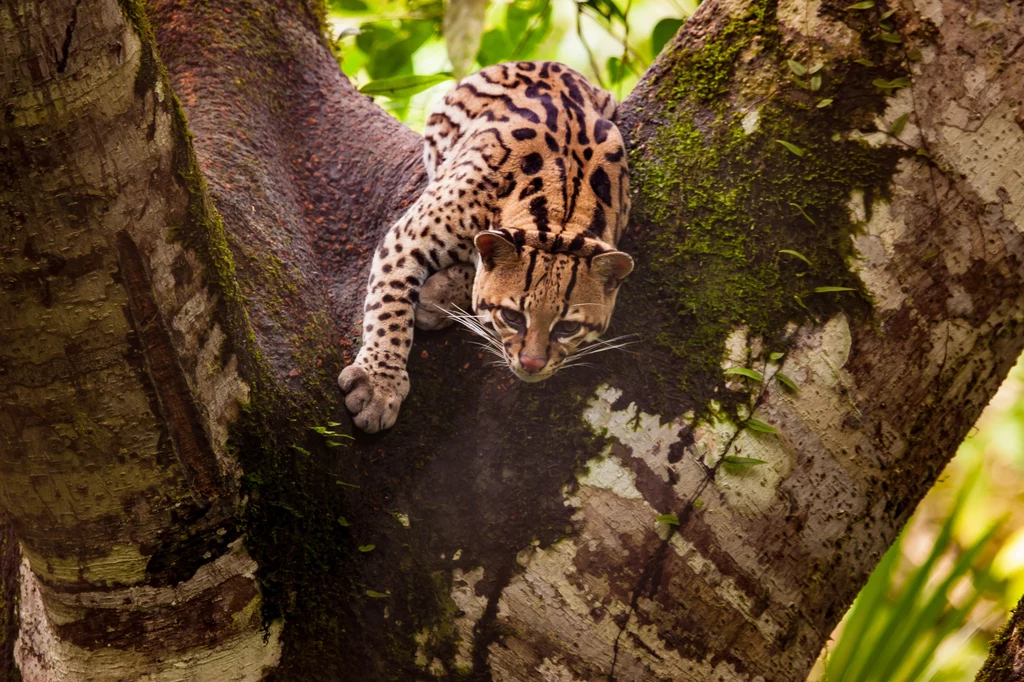 Leopardus wiedii nazywany też ocelotem bądź margajem