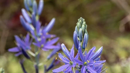 Kamasja zachwyca swoimi pięknymi kwiatami