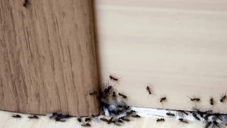 Mrówki mają fenomenalny węch. To ich najważniejszy zmysł, dlatego są bardzo wyczulone na zapachy w mieszkaniu