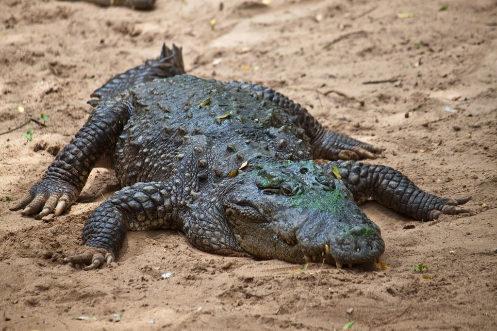 Krokodyl błotny uchodzi za gatunek groźny dla człowieka