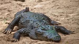 Krokodyle wciągnęły kobietę do wody. Wszystko trwało zaledwie chwilę